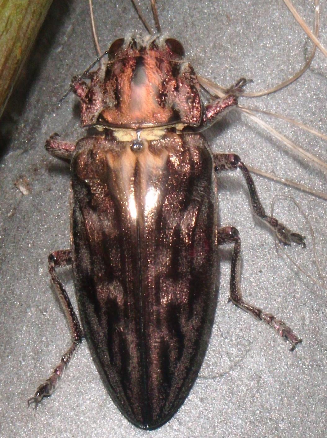 Buprestide: Calcophora massiliensis
